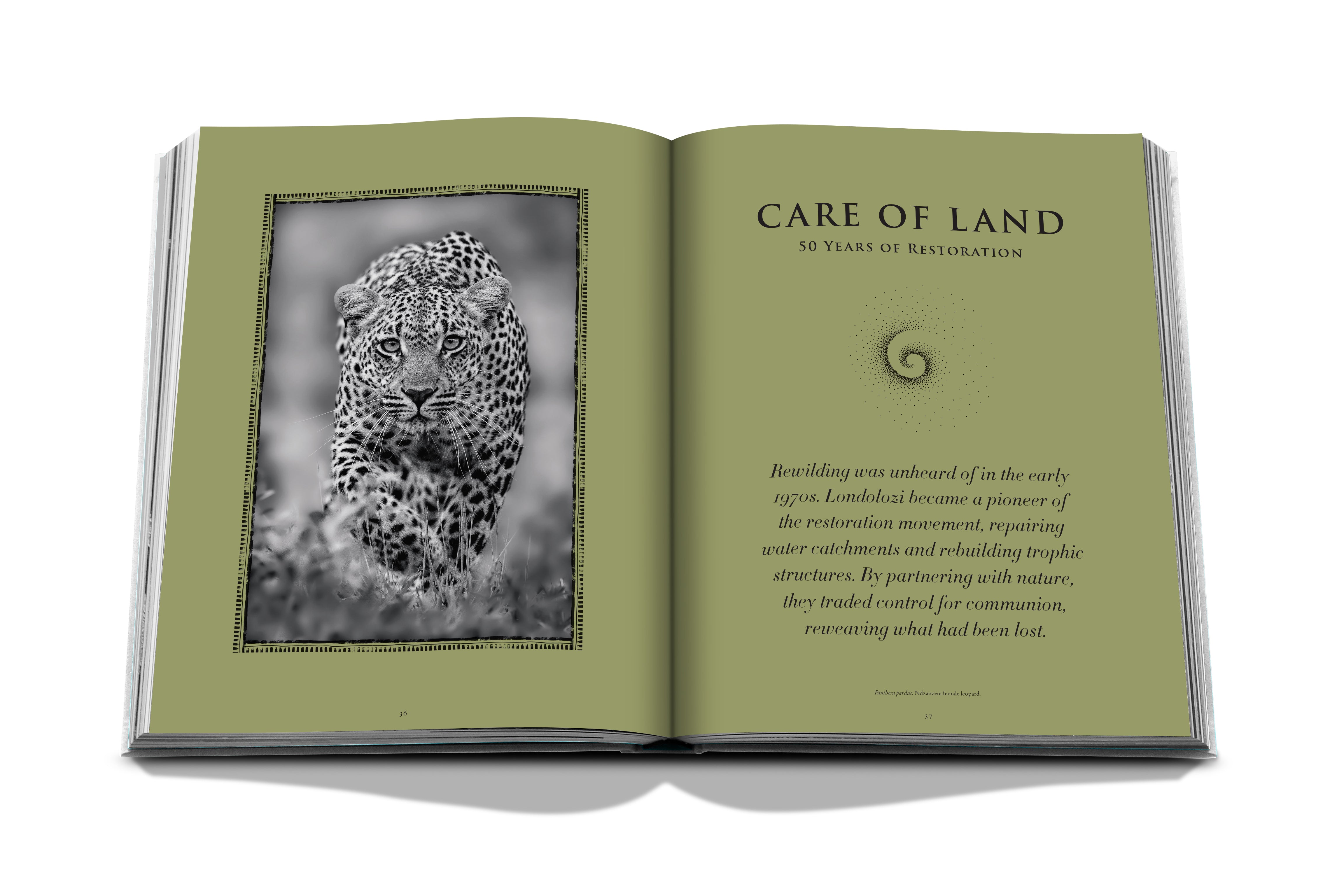 Londolozi: The Safari that Changed Everything