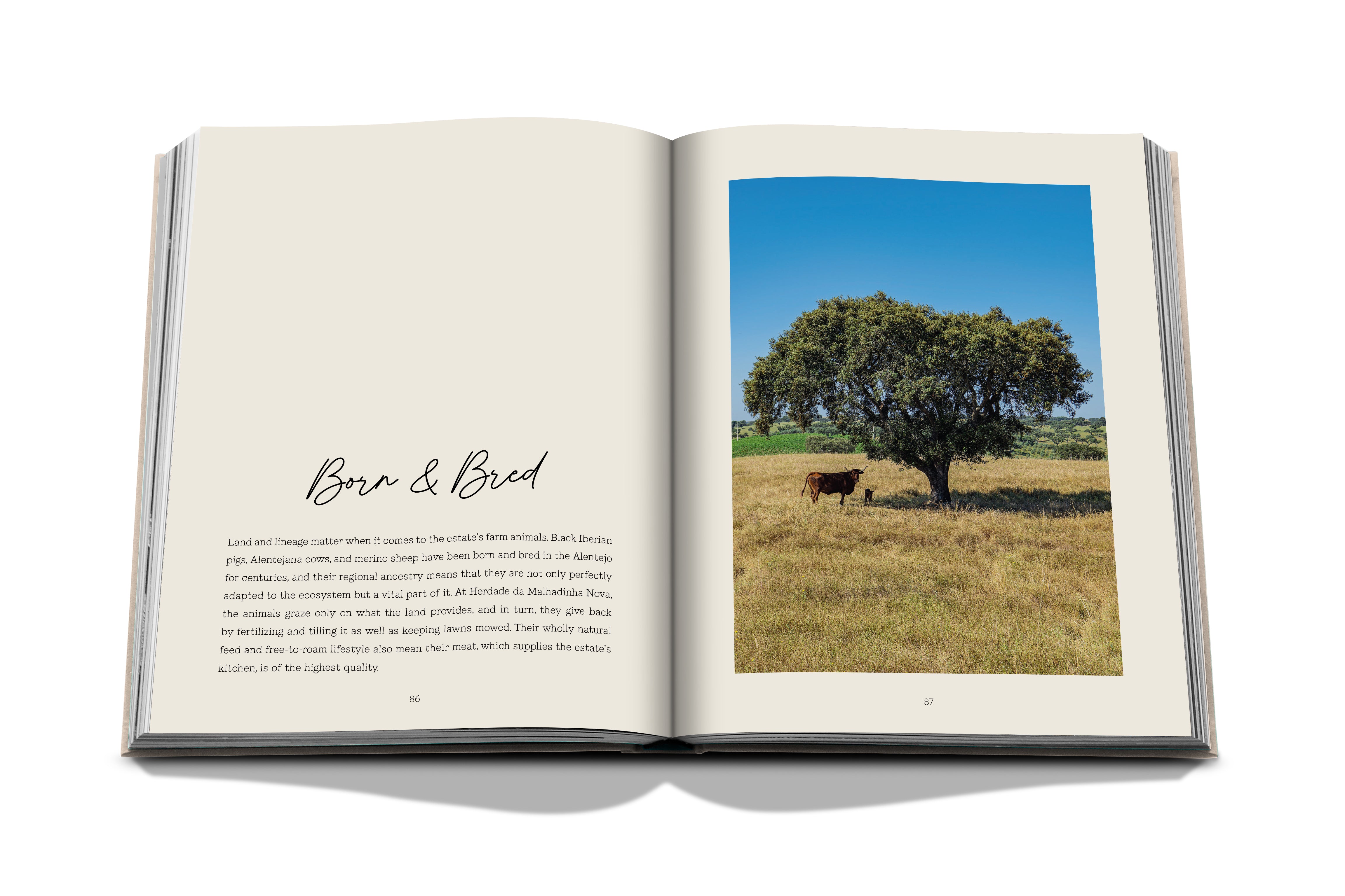 Malhadinha, The Soul of Alentejo