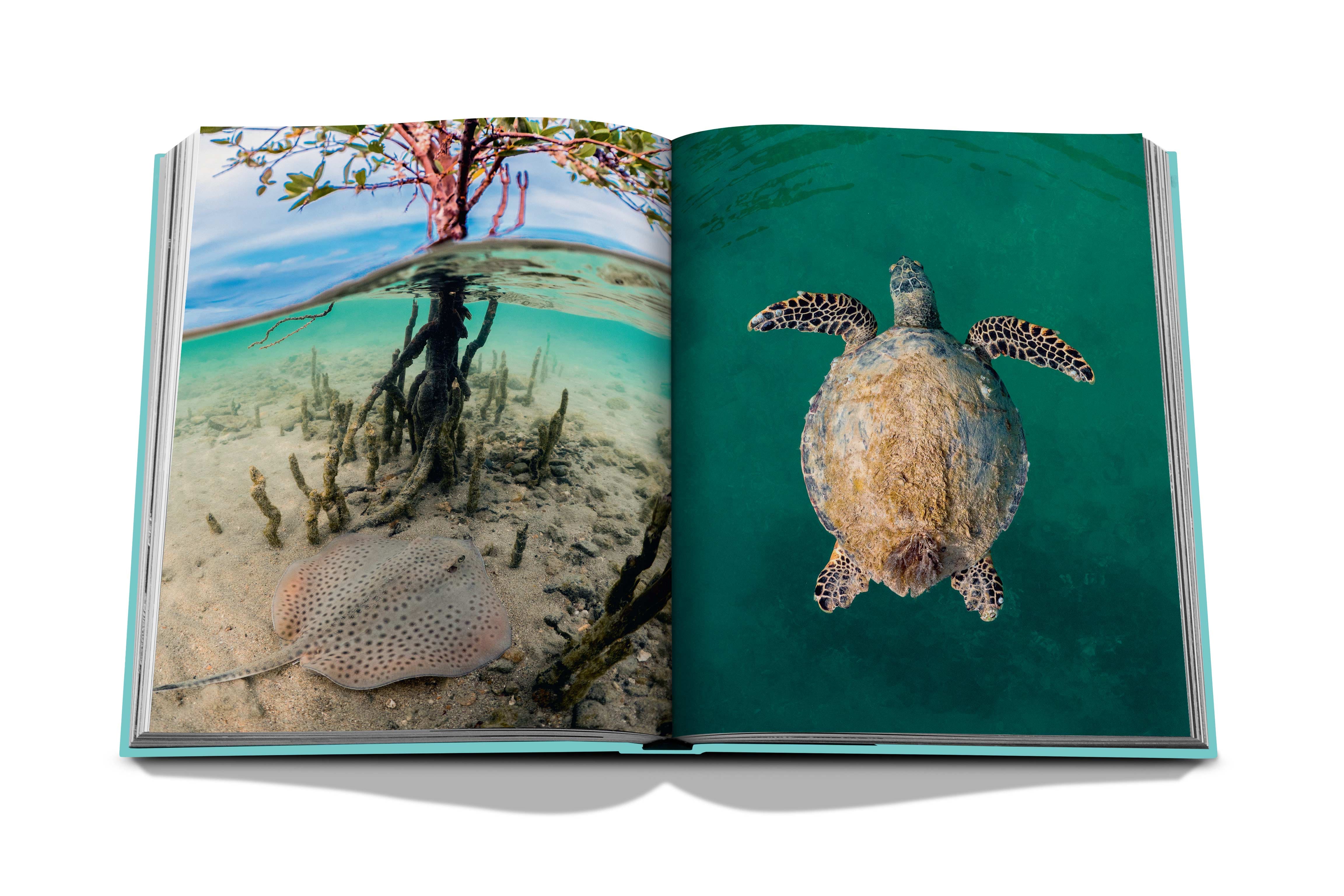 Saudi Arabia: Red Sea, The Saudi Coast