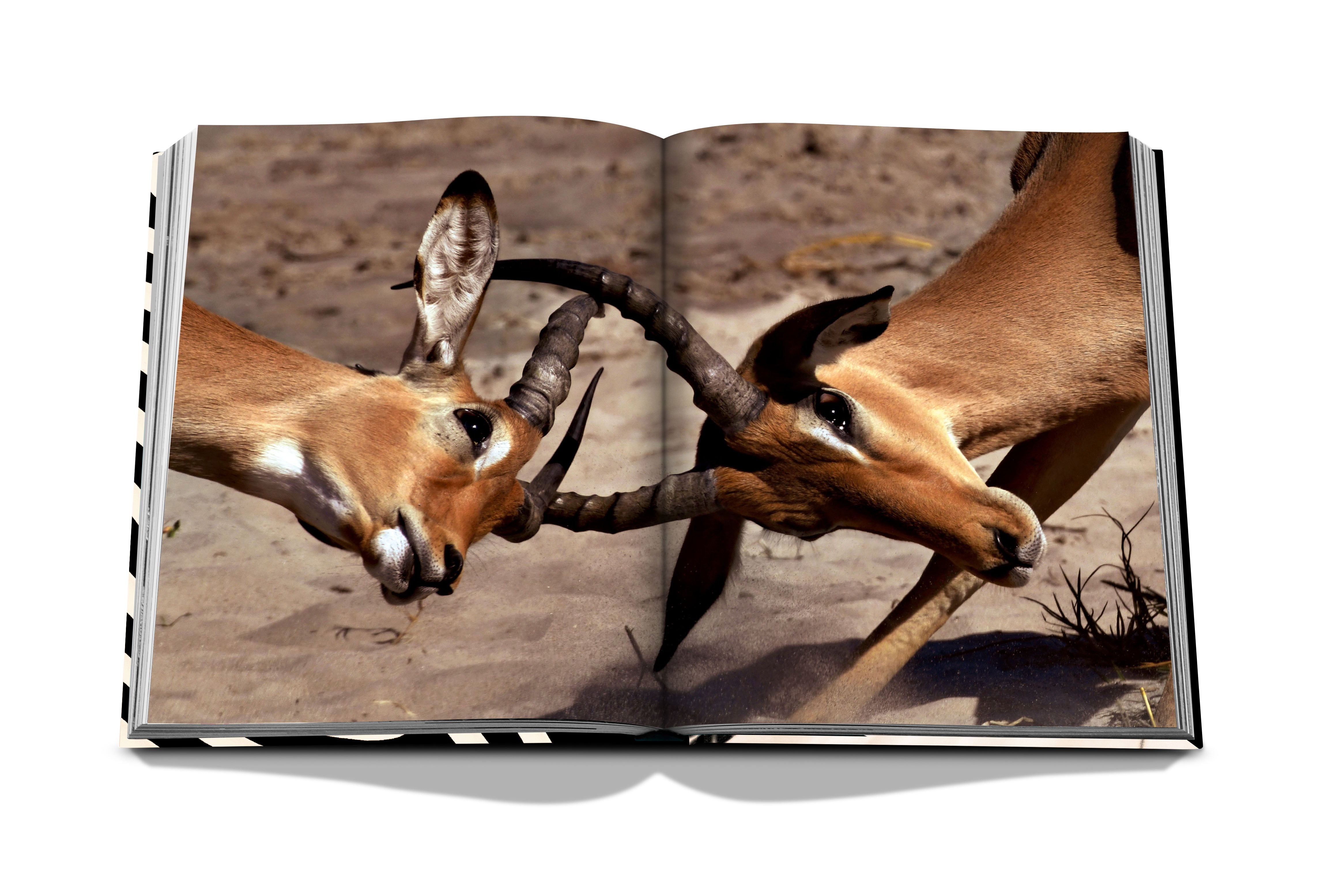 African Adventures : The Greatest Safari on Earth