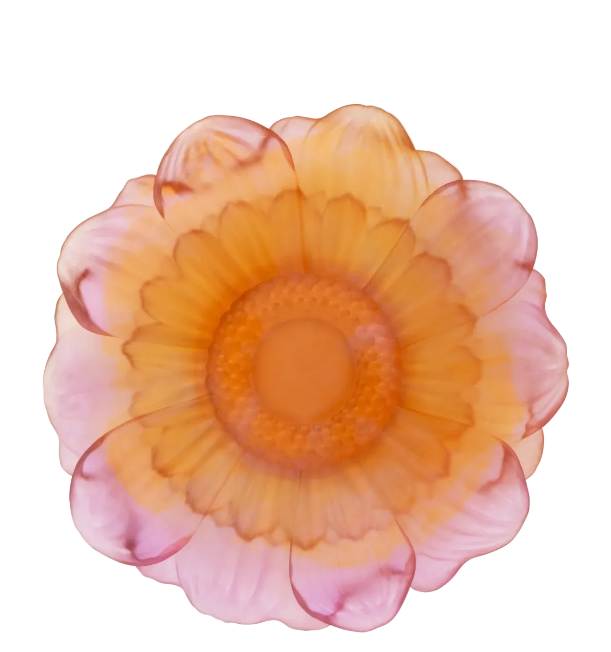 Or d'Abeille Medium Presentation Flower Amber-pink
