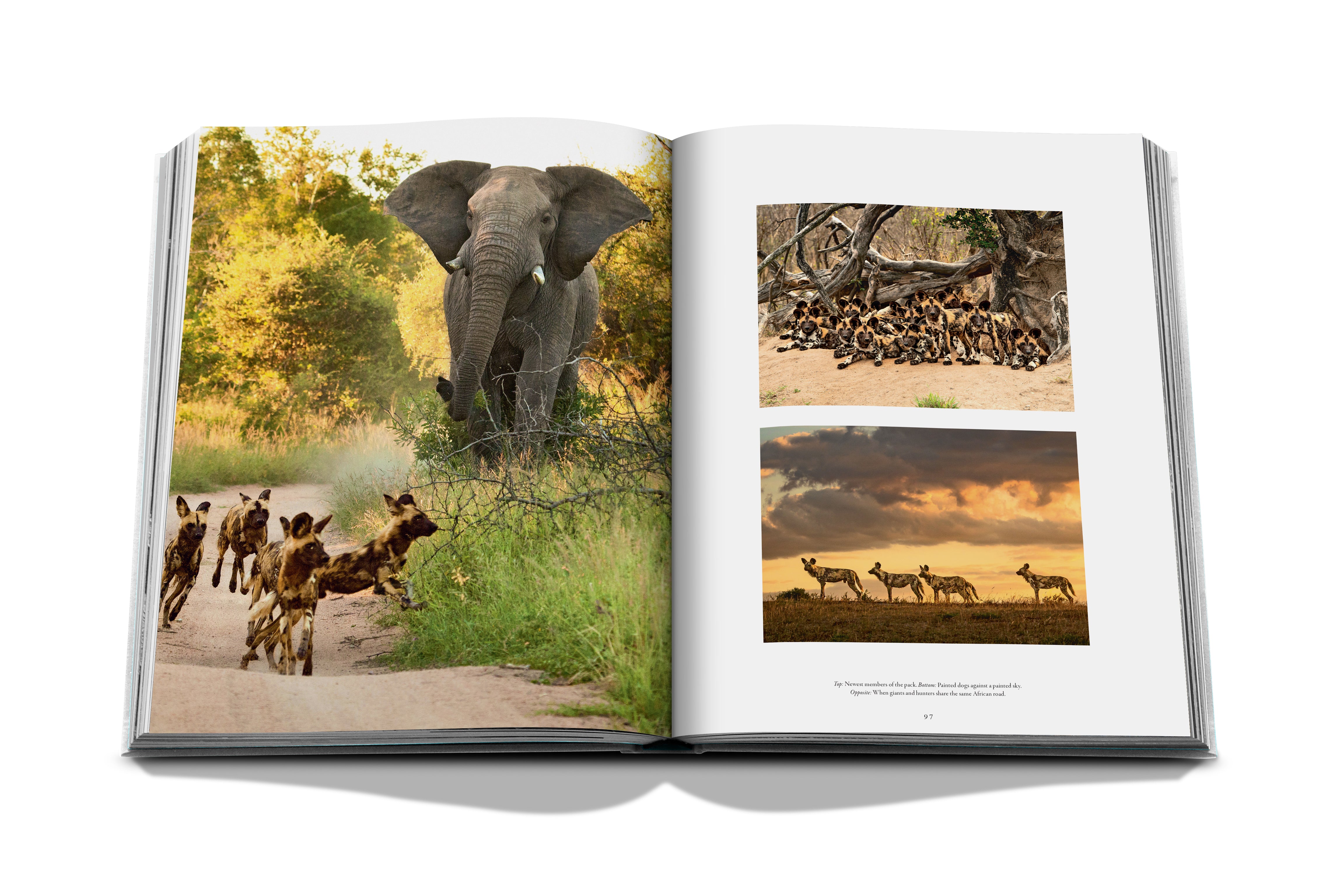 Londolozi: The Safari that Changed Everything